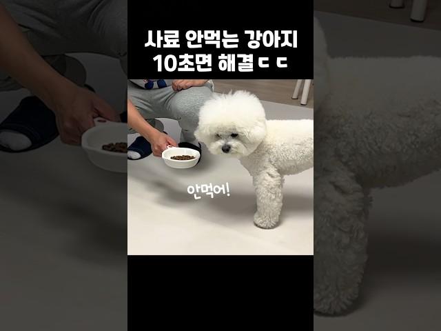강아지가 사료 안 먹을 때 이렇게 해보세요