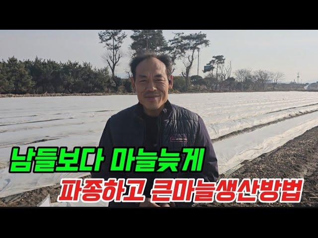 겨울철 마늘밭에 물을가득주는이유4가지.효과효능! 부직포덮은마늘과 부직포덮지않은마늘 차이.마늘농사물관리중요성