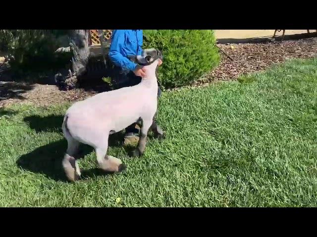 Ott Club Lambs Virtual Customer Appreciation Junior Show - Grand Champion Ewe