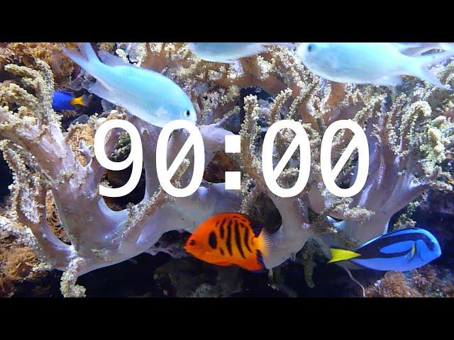 90 Minute Aquarium Countdown Timer |  Ocean Timer | Fish Timer | Relaxing Music