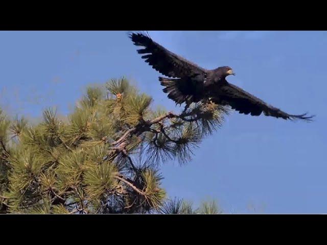 Sunny's Beautiful Flight To The Simba Tree!    ️ Big Bear Eagles @FOBBVCAM 6.20.25