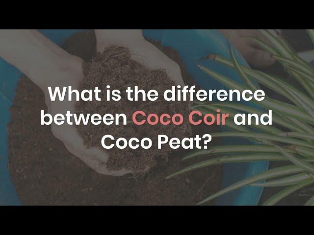 What Is The Difference Between Coco Coir And Coco Peat?