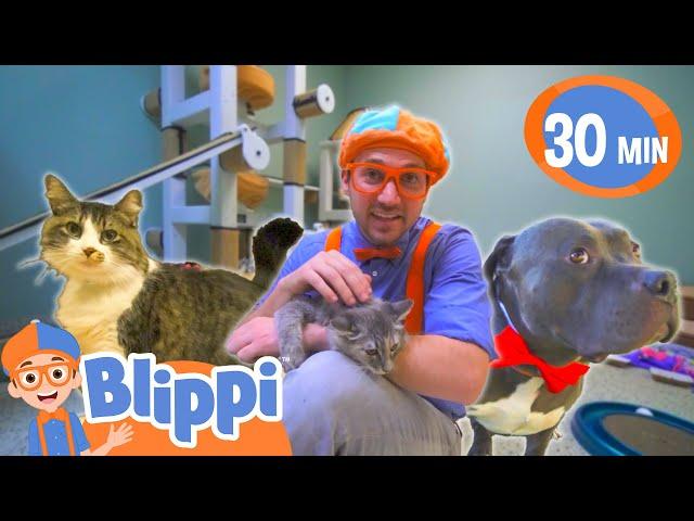 Blippi besucht das Tierheim  | Blippi Deutsch | Abenteuer und Videos für Kinder