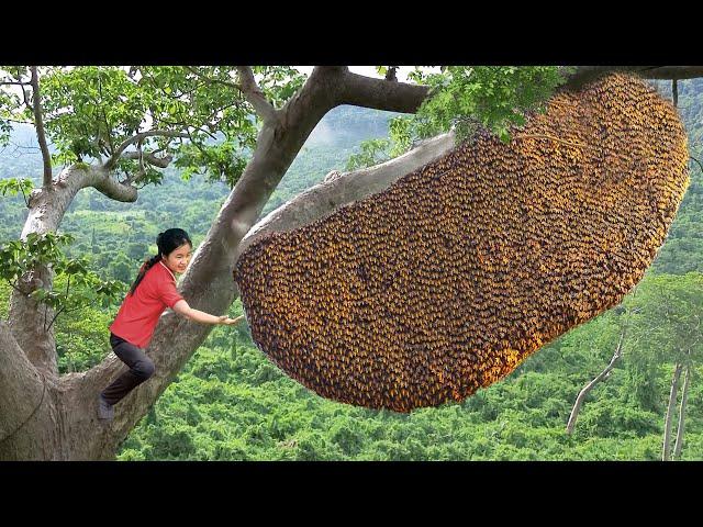 Harvest Giant Honey Beehive Goes to market sell - The Liquid Gold From Nature