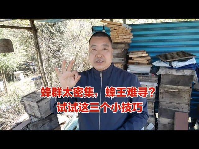 蜜蜂太多如何快速找到蜂王？教你3个方法，发现蜂王超简单