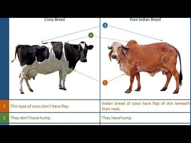 How to identify an Indian cows? Bos Indicus or Bos Taurus… !