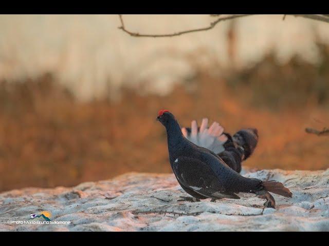 A cercar Forcelli sulle Alpi Cozie  della valle Maira. 4K Video