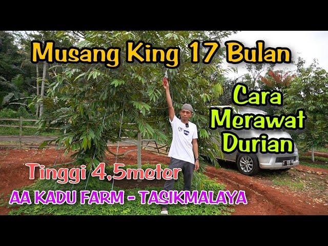 Cara Merawat Durian Musang King Usia 17 Bulan Tinggi 4.5 meter - AA Kadu Farm Tasikmalaya