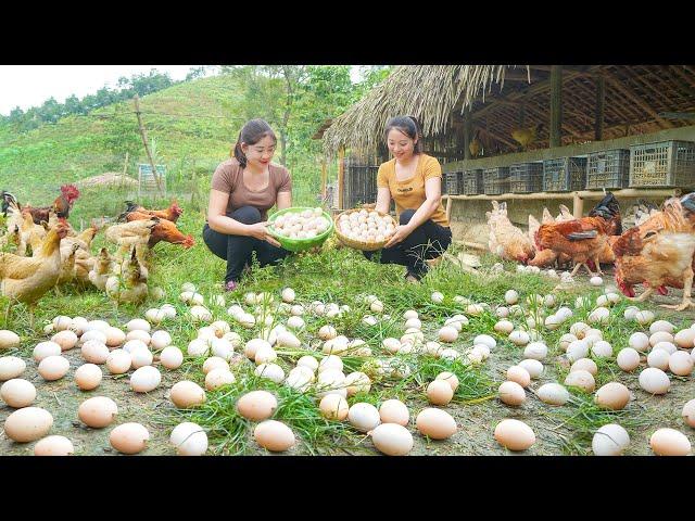 Sell ​​many chicken eggs to sister(Ly Hieu Hieu) - Continue to take care of develop Thanh Hien farm