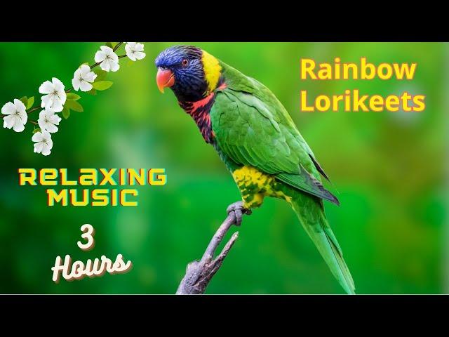 3 hours Birds Video with Music || Relaxing Music Nature Sounds Birds / Rainbow lorikeets