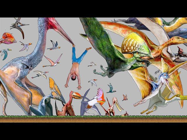 Flying Dinosaurs Size Comparison | Pterosaurs | King of the Skies