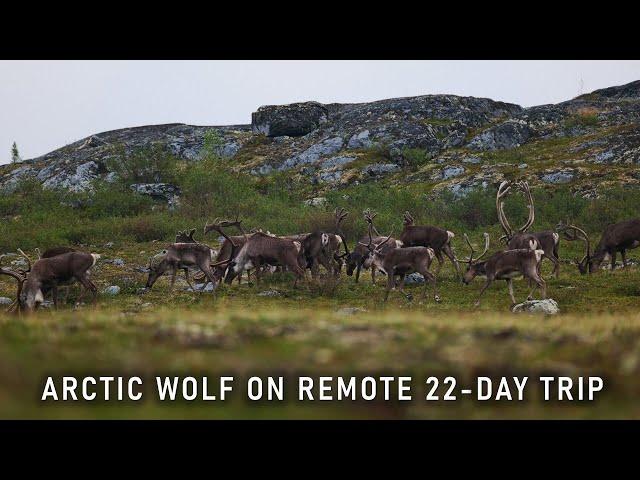 Arctic wolf loses big herd, finds us on 22-day wilderness trip