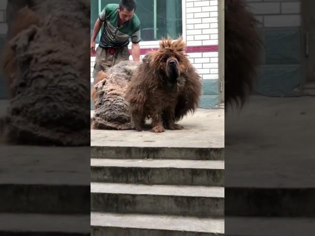 Tibetan Mastiff | Am half way being groomed | Susan kamaru