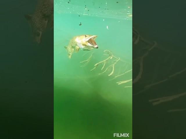 fish kaching amazing  wowww shocking    don't miss it