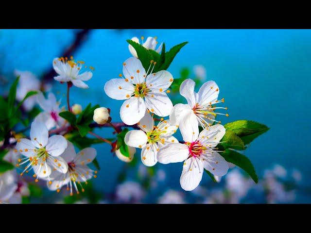 Morning Relaxing Music - Piano Music, Positive Music, Study Music (Madison)
