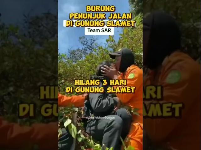 Burung penunjuk jalan di gunung slamet #shortvideo #shorts #short