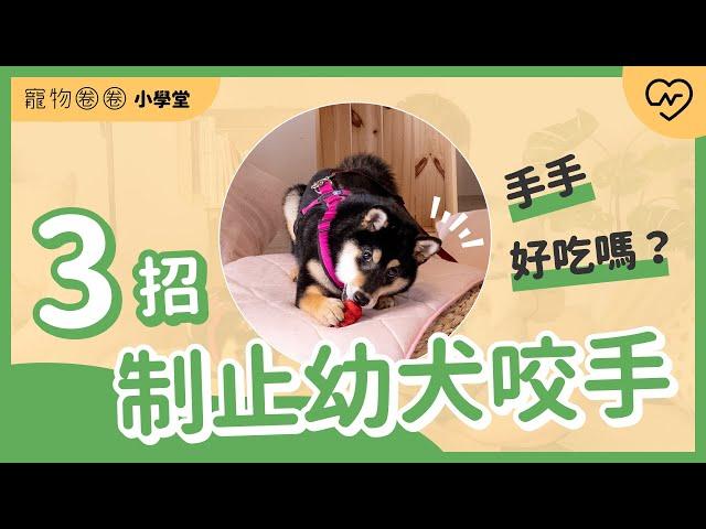 我的手不是玩具啊！如何制止幼犬咬手？｜寵物圈圈小學堂x魔力狗寵物訓練 Ep.5 妞新聞