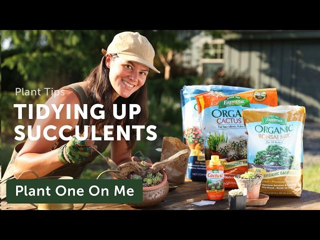 Tidying SUCCULENT Displays Before Garden Tour — Ep. 384