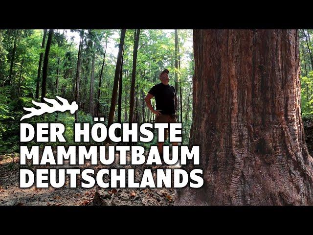 Der höchste Mammutbaum Deutschlands | Auenwald | Baden-Württemberg | Sequoiadendron Giganteum