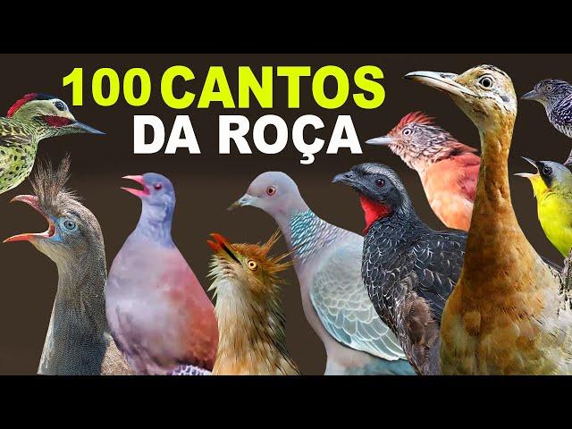 CANTOS DE AVES DA ROÇA | AVES CANTANDO na ROÇA | CANTOS DA ROÇA | CANAL AVES