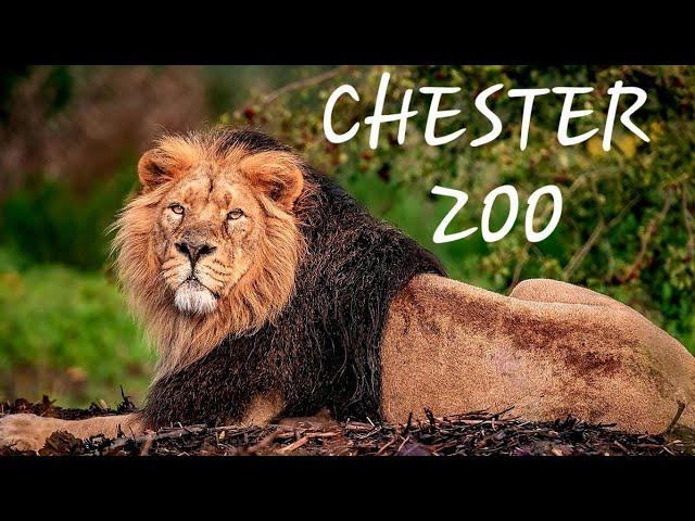 Chester Zoo March 2022 Animal Footage