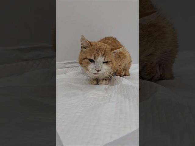 "Украла" кота Рыжика, чтобы сделать его счастливым