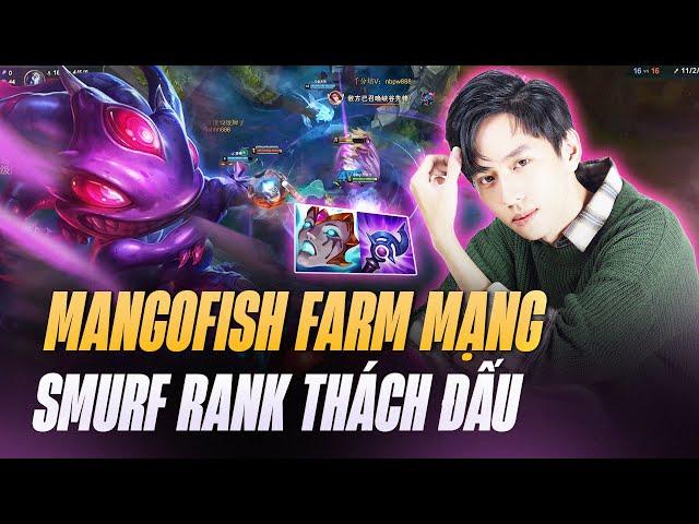 MANGO FISH FARM MẠNG GÁNH TEAM LẬT KÈO VỚI TƯỚNG TỦ FIZZ 25 SÁCH MEJAI TẠI RANK THÁCH ĐẤU