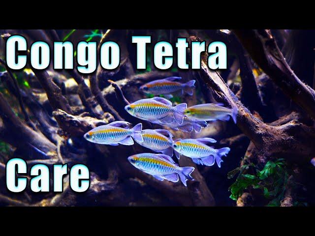 Why You NEED The Congo Tetra! Care and Breeding