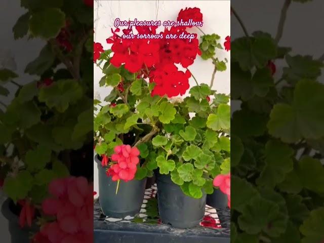 #beautifulnature #nature  #lifelessons  #sorrowquotes #flowers #jagjitsinghghazals  #latamangeshkar