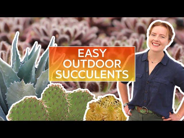 5 Easy Outdoor Succulents (& How to Care for Them!)