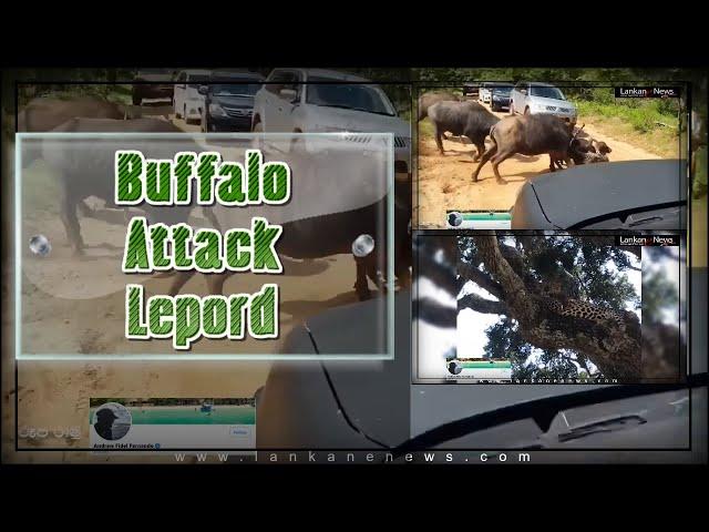 Hungry leopard at the Yala National Park. hunting gone wrong caught on camera