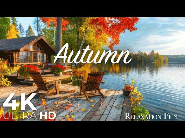 Autumn Forest 4K • Nature Relaxation Film with Peaceful Relaxing Music and Nature Video Ultra HD