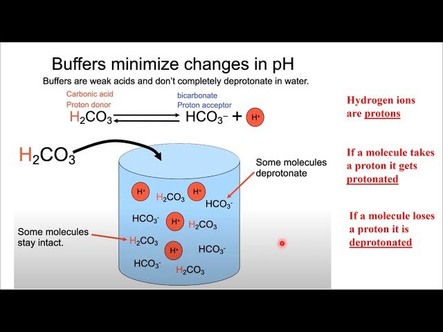 Buffers prelab lecture