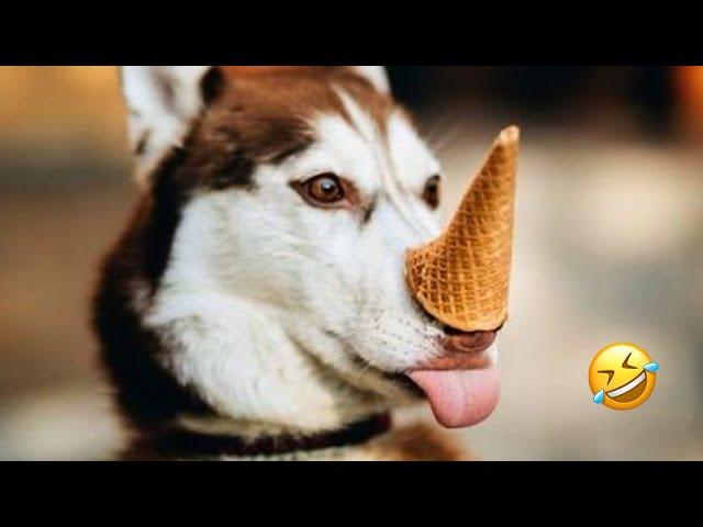 NEW EPISODE FUNNIEST Huskies | Normal dogs vs Huskies | 10 Minutes Best Videos | Part 16