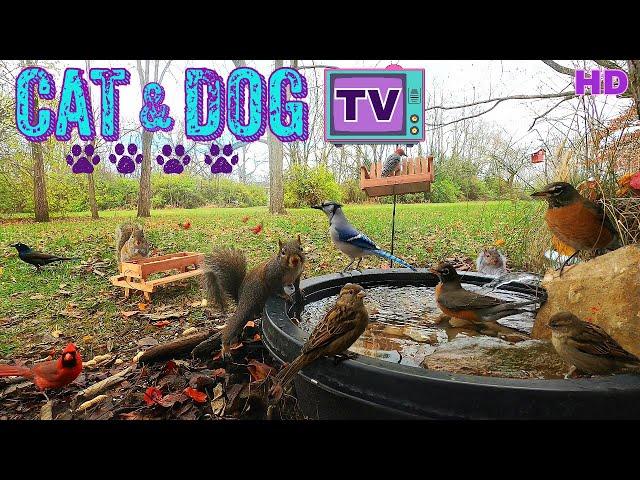 [10 Hours- No Interruptions] Cat & Dog TV  Squirrels & Birds drink from fountain {water  sounds}