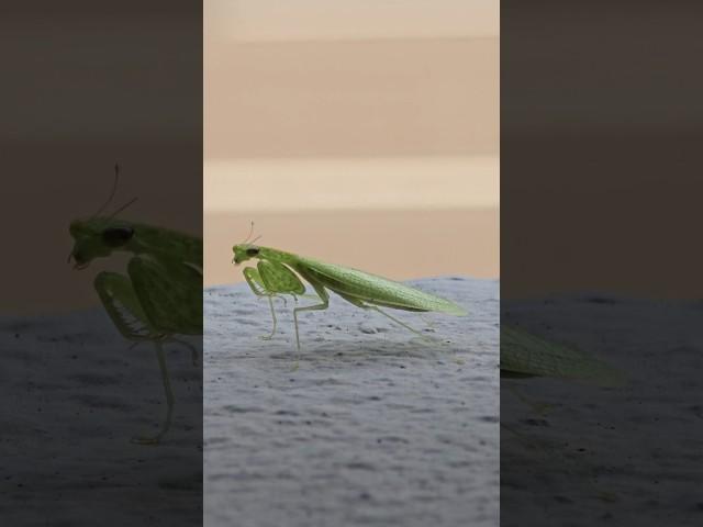 Praying Mantis / Tropidomantis Gressitti