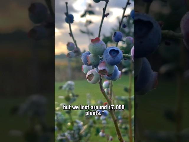 SWEET REBOUND | LaBelle's Blueberry Bunch Farm celebrates a resilient return after Hurricane Ian