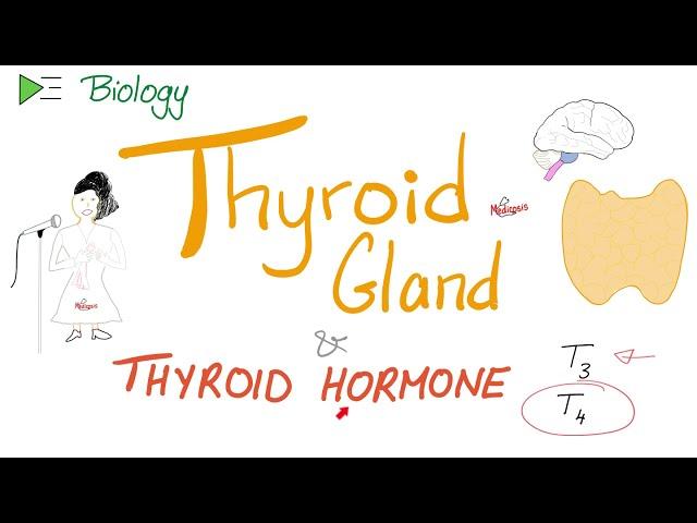 The Thyroid Gland and the Thyroid Hormone (T3 & T4) - Endocrine System