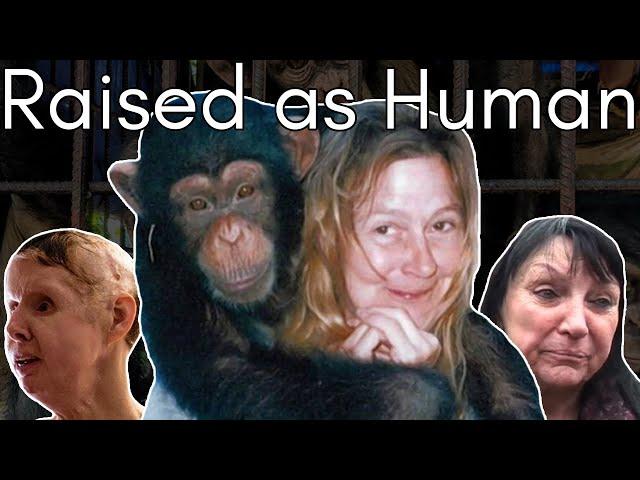 Imprisoned, Drugged and Confused: Travis the Chimp’s Attack on Charla Nash