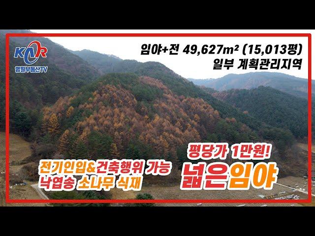 [영월부동산TV] 영월 평당가 1만원 토지! 낙엽송 소나무 식재된 넓은 임야 / 전기인입과 건축행위 가능 / 바로 앞 하천도 흐르는 곳 / 영월토지 / 영월임야 / 영월중앙부동산