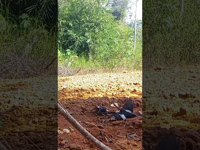 Poin Rangkap Burung Kacer Borneo