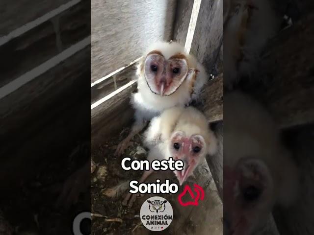 Crias de lechuza. #shorts #viral #animales #video #videoshort #youtubeshorts #aves