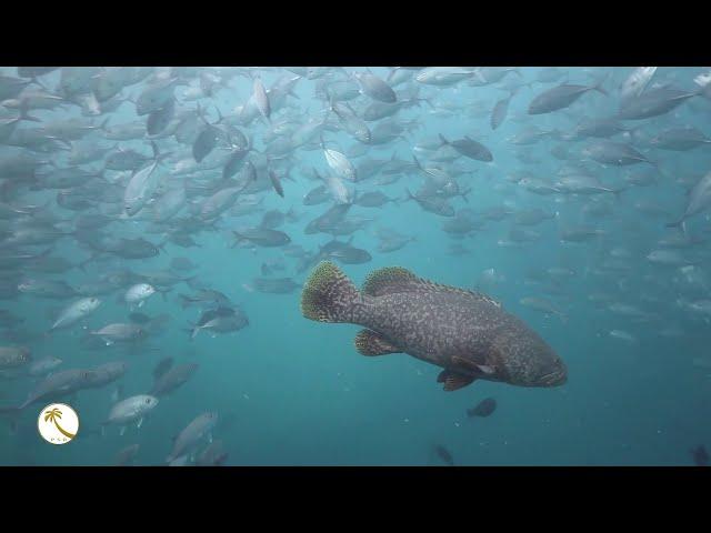 Sipadan Kapalai Dive Resort - UNDERWATER EDITION (dropoff jetty dive)