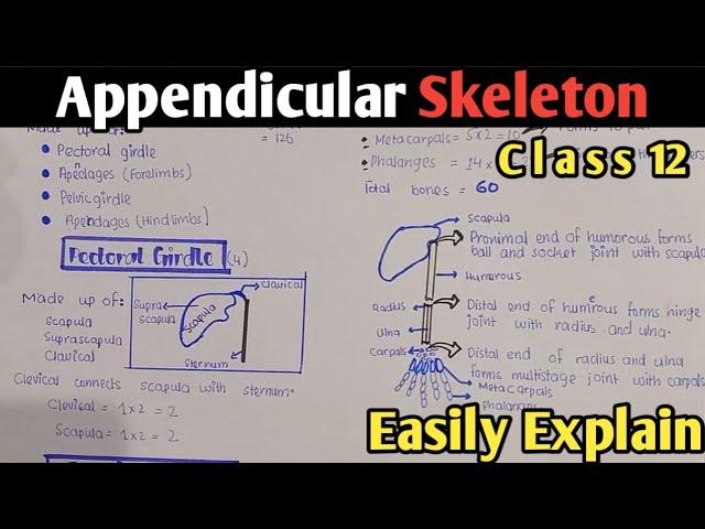 Appendicular Skeleton | pectoral & pelvic girdle | Class 12 (Urdu/Hindi)