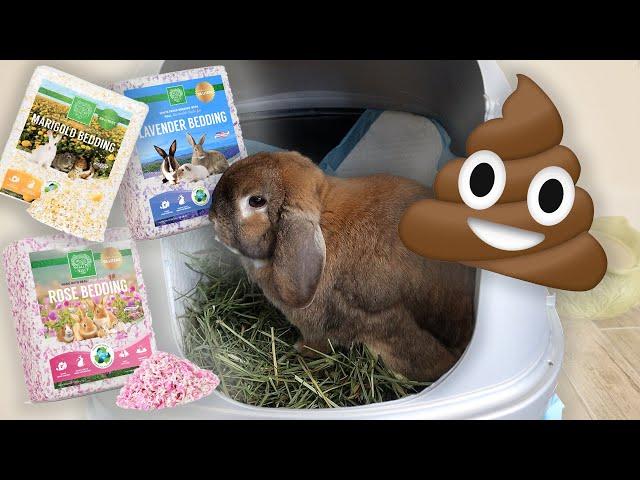 How to Potty Train a Rabbit
