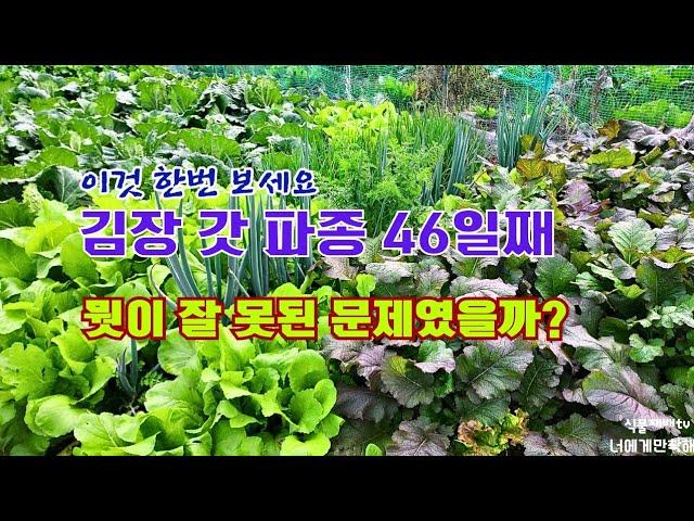 김장 갓 파종 46일째 재배관리//추대되어 꽃이 일찍 피는 원인//