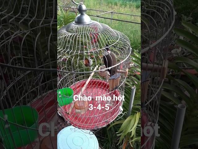 Chào  mào hót 3-4-5#shorts