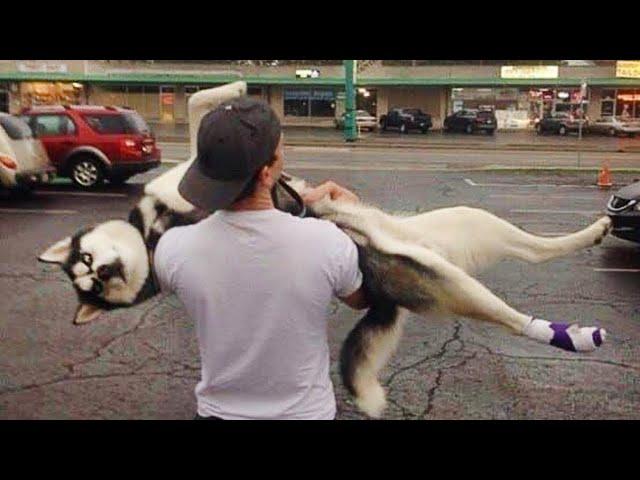 Huskies are the Queens of All Drama!  Funny Animals Videos 2024