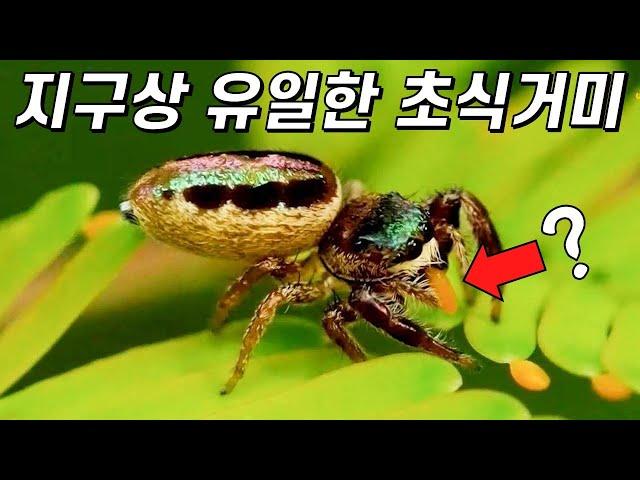 이 거미는 어쩌다 채식을 하게 됐을까?