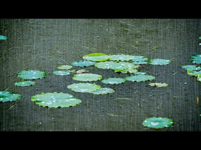 Rainy Day ASMR: The Soft Sound of Rain on Lotus Leaves Over the Pond